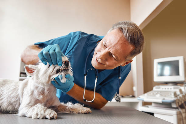 Best Same-Day Emergency Dentist in North Bend, NE